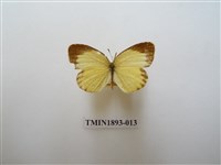 藏品(星黃蝶)的圖片